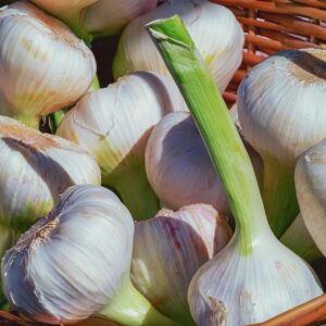 fresh harvest garlic EVOO
